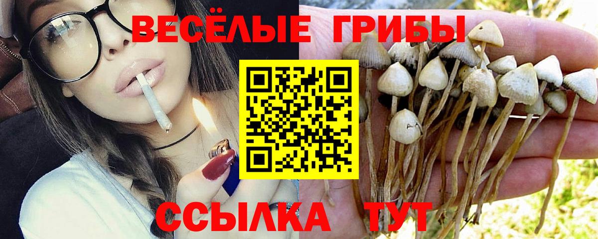 Галлюциногенные грибы GOLDEN TEACHER Владикавказ